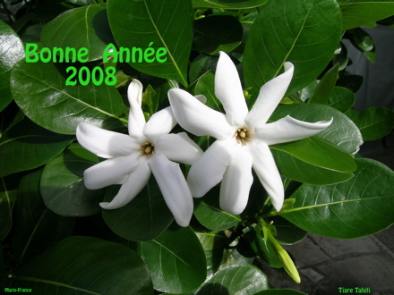 tiare