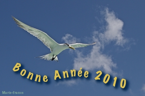 Sterne huppée