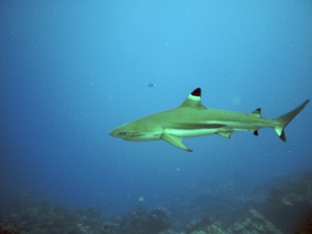 requin pointe noire, dec 2009 requin pointe noire