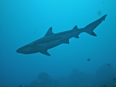 requin pointe noire, dec 2009 requin pointe noire