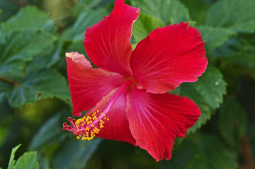 Hibiscus