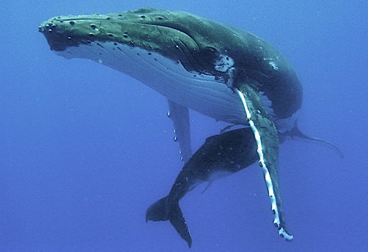 baleine et son baleineau baleine et son baleineau