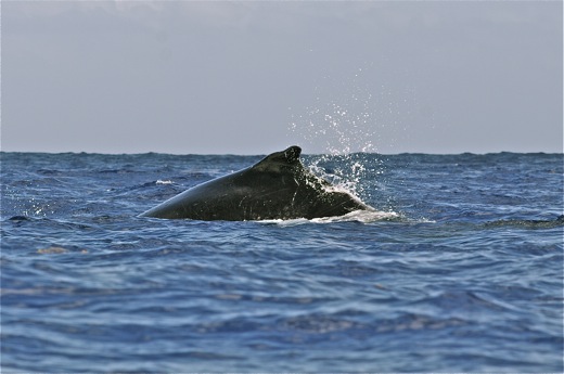 dos baleine, sept 2010 dos baleine