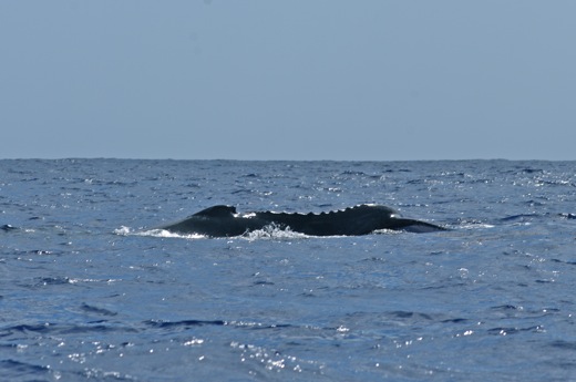 dos baleine avec début de la nageoire caudale, sept 2010 dos baleine avec début de la nageoire caudale
