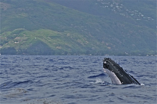tête de la baleine, sept 2010 tête de la baleine