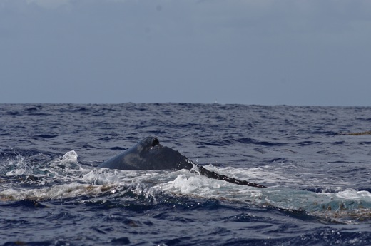 dos baleine