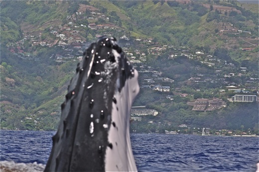 tête de la baleine
