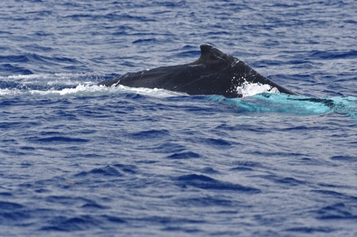 dos baleine, sept 2010 dos baleine