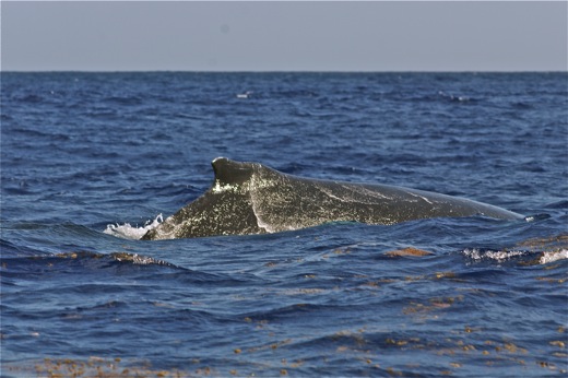 dos baleine, sept 2010 dos baleine