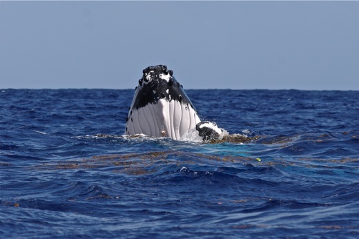 tête de la baleine, sept 2010 tête de la baleine