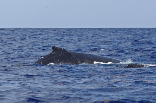 dos baleine, sept 2010 dos baleine