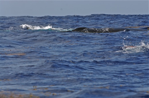 baleine, sept 2010 baleine