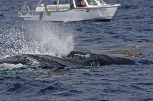 baleine toute proche ..., sept 2010 baleine toute proche ...