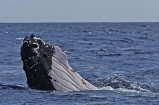 tête de la baleine, sept 2010 tête de la baleine