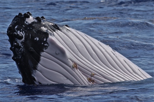 tête de la baleine et ses parasites, sept 2010 tête de la baleine et ses parasites