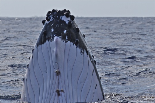 tête de la baleine et ses parasites, sept 2010 tête de la baleine et ses parasites