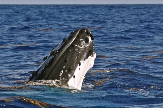 tête de la baleine, sept 2010 tête de la baleine
