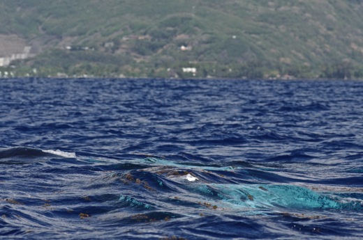ventre de la baleine presqu'en surface, sept 2010 ventre de la baleine presqu'en surface