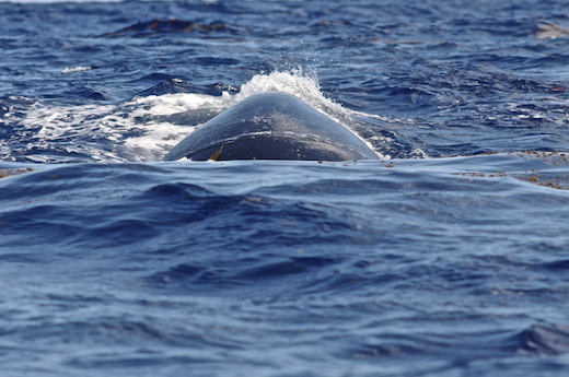 baleine