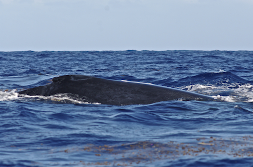baleine, oct 2011 baleine