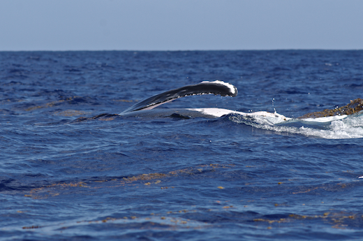 aileron baleine, oct 2011 aileron baleine