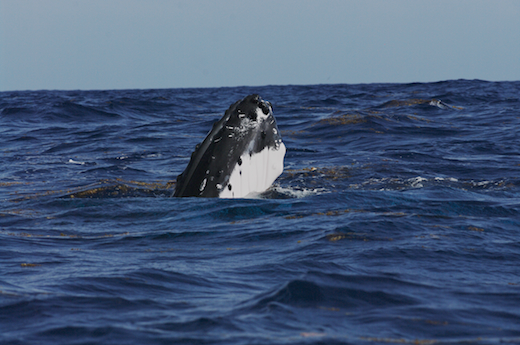 baleine, oct 2011 baleine