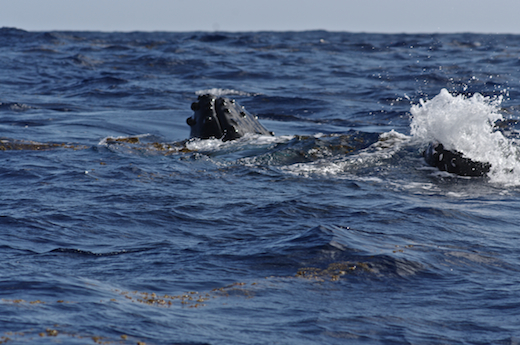 baleine