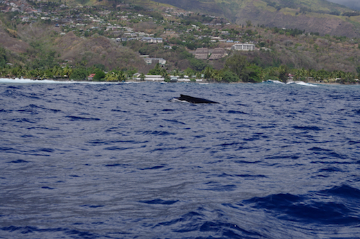 baleine en surface, oct 2011 baleine en surface
