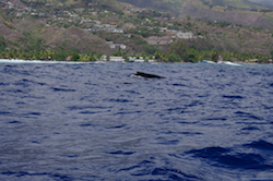 baleine en surface