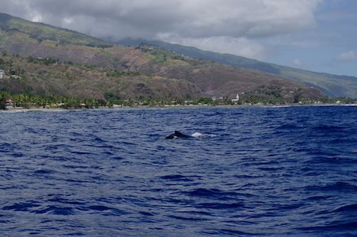 baleine en surface, oct 2011 baleine en surface