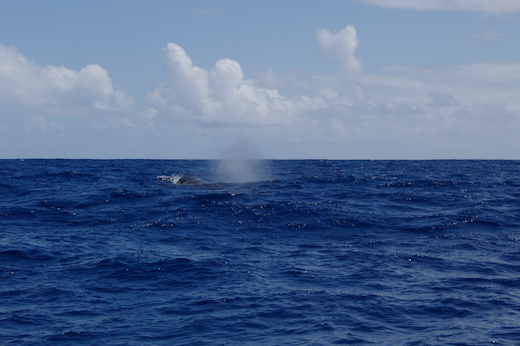 "souffle" baleine, oct 2011 "souffle" baleine