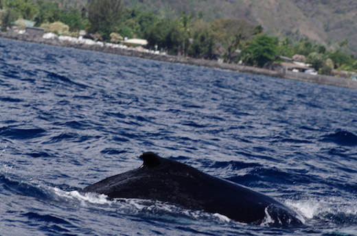 baleine en surface, oct 2011 baleine en surface