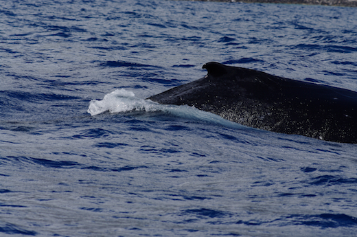 baleine en surface, oct 2011 baleine en surface