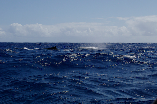 baleines