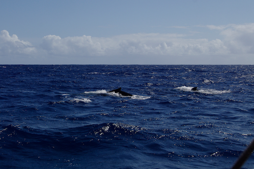 baleines