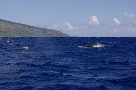 baleines