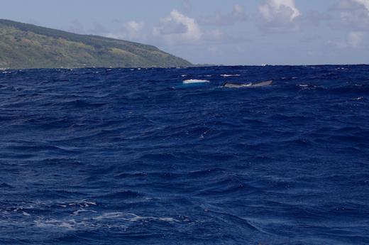 baleines