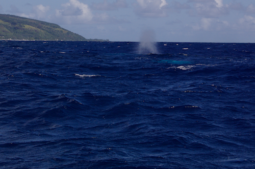 baleines