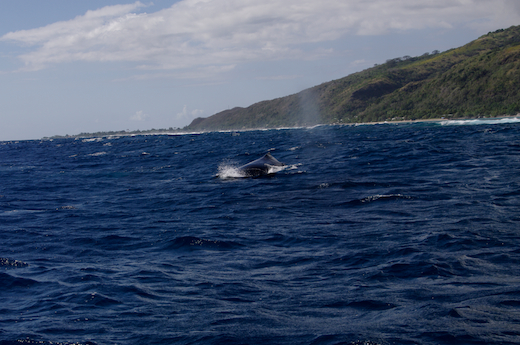 dos baleine, oct 2011 dos baleine