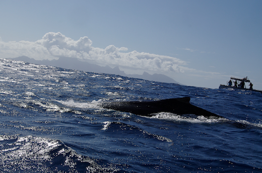 baleine, oct 2011 baleine