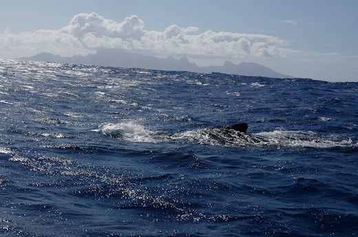 baleine