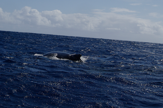 dos baleine