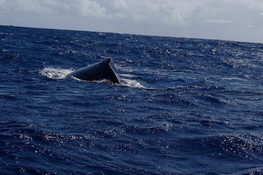 dos baleine, oct 2011 dos baleine
