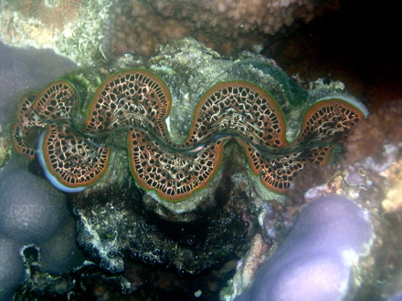 Bénitier, Pahua Bénitier, Pahua