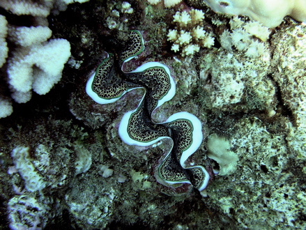 Bénitier, Pahua Bénitier, Pahua