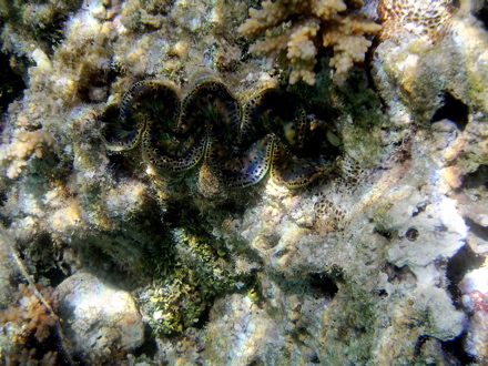 Bénitier, Pahua Bénitier, Pahua
