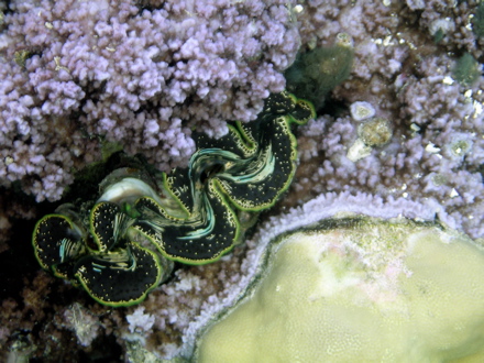 Bénitier, Pahua Bénitier, Pahua