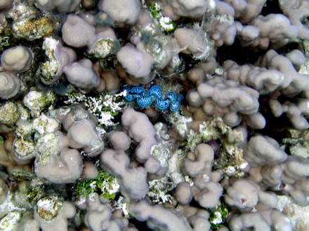 Coraux, Bénitiers Coraux, Bénitiers