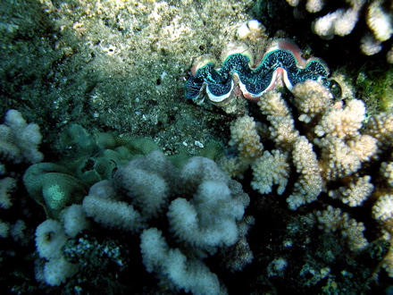 Bénitier, Pahua Bénitier, Pahua
