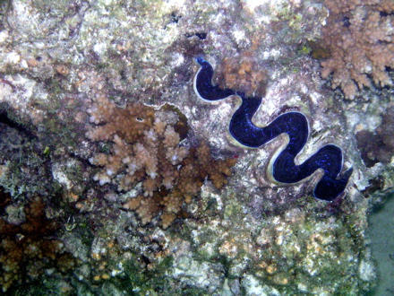 Bénitier Bénitier
